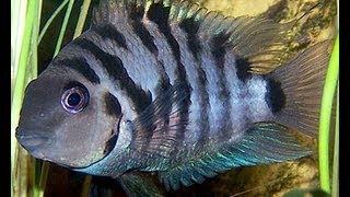 iNdEPTH Black Convict Cichlid Archocentrus Nigrofasciatus [upl. by Schiffman]