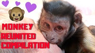 Capuchin Monkey Reunited With Family COMPILATION [upl. by Hillie]