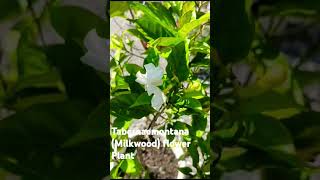 TabernaemontanaMilkwoodFlower Plantbeautifulnatureuttarakhandshortsviraltrendingyoutube [upl. by Enomis]