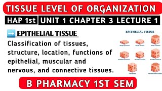 Tissue  Epithelial Tissue  Tissue Level of Organization  Ch3 U 1  Hap 1st semester b pharmacy [upl. by Fedirko236]