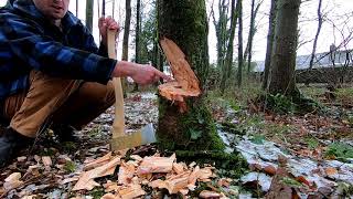 Fundamentals of Axemanship part 5 Felling Trees with an Axe [upl. by Joell]