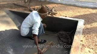 Baby Gharials in Crocodile Centre at Deori Morena [upl. by Maryann]