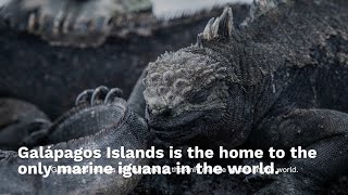 Galápagos Islands A Living Laboratory of Evolution and Biodiversity [upl. by Lartnom]