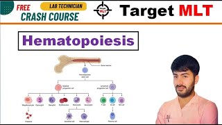 4 Hematopoiesis  Blood cell formation by Sachin Punia erythropoiesis hematology mltclasses [upl. by Anauqaj]