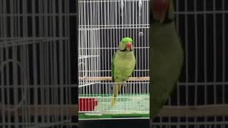 Parrot Sounds For Birds birdsounds birds funny parrotsound ParrotReels [upl. by Bainbridge298]