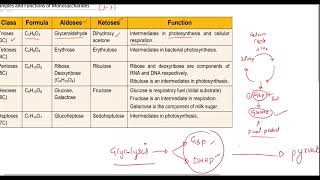 Monosaccharides  Examples and Functions  MDCAT Biology [upl. by Ahsihat746]