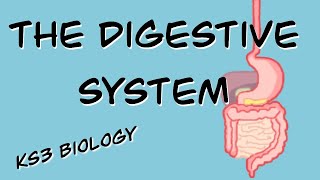 The Digestive System BBC Bitesize KS3 Biology [upl. by Afton752]