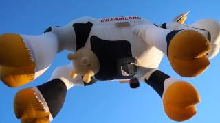 Albuquerque International Balloon Fiesta Airabelle The Cow Launch [upl. by Haughay]