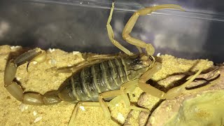 Touching My DeathStalker Scorpion  Leiurus Quinquestriatus [upl. by Adnical]