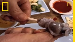 Would You Eat Live Octopus  National Geographic [upl. by Beattie]