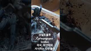 코발트블루 cyriopagopus lividus 타란툴라 코발트블루 [upl. by Cavit]