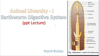 Earthworm Anatomy  Earthworm Digestive System  Animal Diversity I  Rajesh Biology [upl. by Irving414]