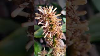 Dracaena fragrans 2 closeup [upl. by Garnette]