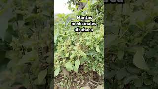 Planta medicinal albahaca huertoenmacetas plantas parati garden macetohuerto plants nature [upl. by Yruoc]