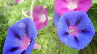 How to Grow Ipomoea [upl. by Petulah370]