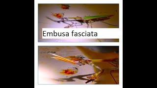 Empusa fasciata by Theo [upl. by Nahsaj]