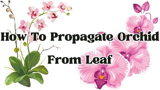 How To Propagate Orchid From Leaf  LIFE HACKS [upl. by Rebeca]