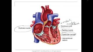 HeartEndocardium pectinate muscles and trabeculae carneae papillary muscles and chordae Tendineae [upl. by Yltneb]