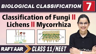 Biological Classification 07  Classification of Fungi  Lichens  Mycorrhiza l Class 11NEET [upl. by Nagorb]