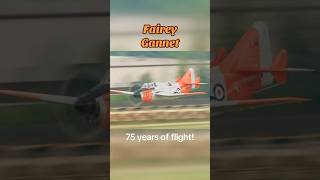 Fairey Gannet’s 75th First Flight Anniversary [upl. by Husch290]