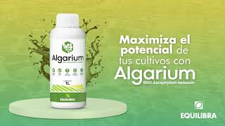 4 beneficios de Algarium  100 Ascophyllum nodosum [upl. by Ettenoj]