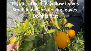 Cara Cara has HLB citrus greening disease or nutrient deficiency Mistake when mulching jan92024 [upl. by Buddie]