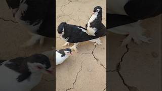 2 Big Male Black Shirazi Kabootar💟👍Shorts viral pigeon [upl. by Llekim]