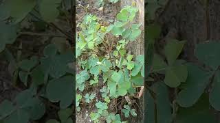 Oxalis ☘️ plant growing capacity moreampmoreyshortspls likeamp subscribe 🙏♥️🥰 [upl. by Ruben]