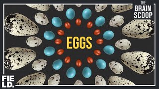 The Egg Collection [upl. by John]