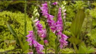 Скрученник или Cпирантес Spiranthes Garden flowers189 Декоративные растения [upl. by Nymsaj170]