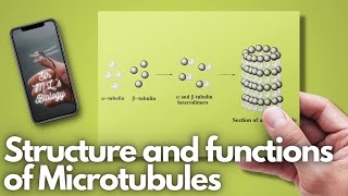 Microtubules Structure and functions [upl. by Sherer770]