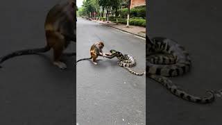 Monkey and Python Play in the Streetmonkey python anime wildlife [upl. by Flori]