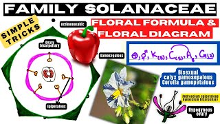 Easy tricks of Floral formula  Floral Diagram  Family Solanaceae  Class 11  Info Biodiversity [upl. by Brandt]