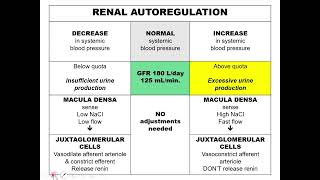 Urinary System Part 3 Renal Autoregulation [upl. by Alwitt920]