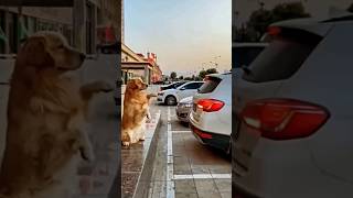 a dog becomes a parking attendant dogs dogsfunny funnyvideo carparking youtubeshorts [upl. by Dukey379]