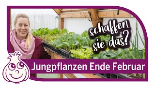 Aussaaten amp Jungpflanzen im März  Februar wie sieht es bei uns aus [upl. by Bat]