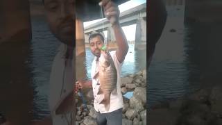 Mangrove snapper Mangrove jack redsnapper redsnapperfish fishing fish shortvideo [upl. by Mickey]