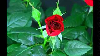 Blooming Red Rose Timelapse [upl. by Ettie549]