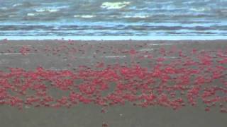 Red crabs in delta of Mandarmani where river Soula meeting Bay of Bengal [upl. by Ludlow]