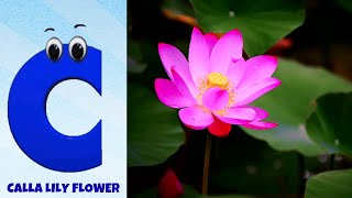 Flowers ABC Song for Kids  Phonics for Kids  Alphabet Letters  Nursery Rhymes [upl. by Cut991]