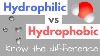 Hydrophilic vs Hydrophobic  Substances  Cell Membranes [upl. by Naitsirhc610]