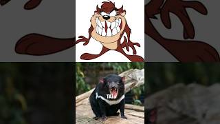 Tasmanian Devil TAZ Facts That May Surprise You [upl. by Revilo]