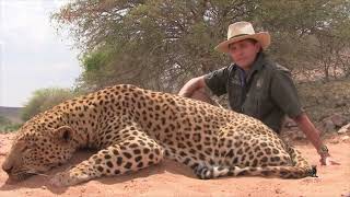 Namibia 2020  Leopard Hunt [upl. by Heathcote29]