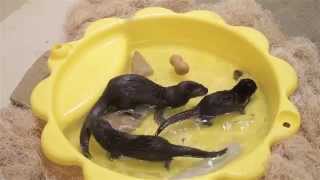 Otter Pups at The Toledo Zoo [upl. by Peednus]