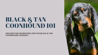 quotBlack and Tan Coonhound 101 Unraveling the Black and Tan Coonhounds hunting historyquot [upl. by Wilek]