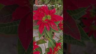 Care Tips For Poinsettia Plant poinsettia winterplants wintergarden plants shorts caretips [upl. by Attela]