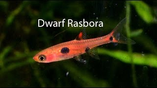 Dwarf Rasbora the underrated cousin of the Chili rasbora [upl. by Lydnek]