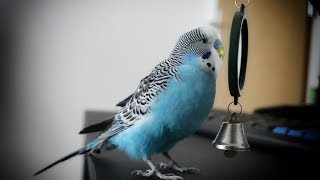 Parakeet sounds  Budgie singing to mirror [upl. by Brandie]