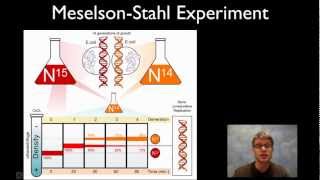 MeselsonStahl Experiment [upl. by Hedwig]