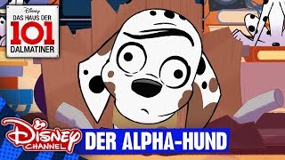 DAS HAUS DER 101 DALMATINER  Clip Der AlphaHund  Disney Channel [upl. by Suoicul128]